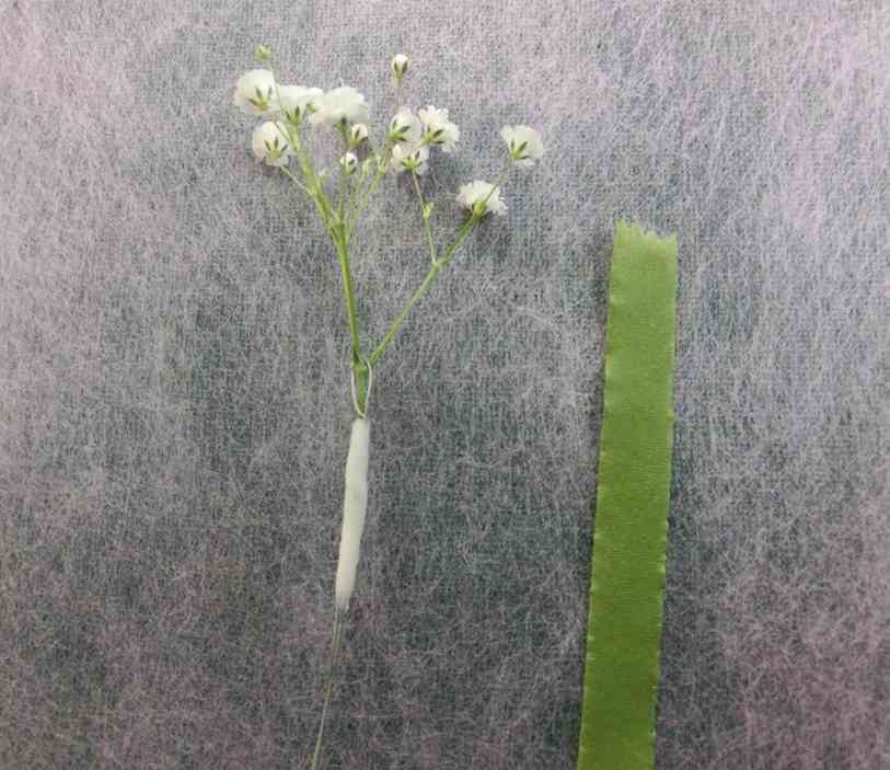 4カスミ草