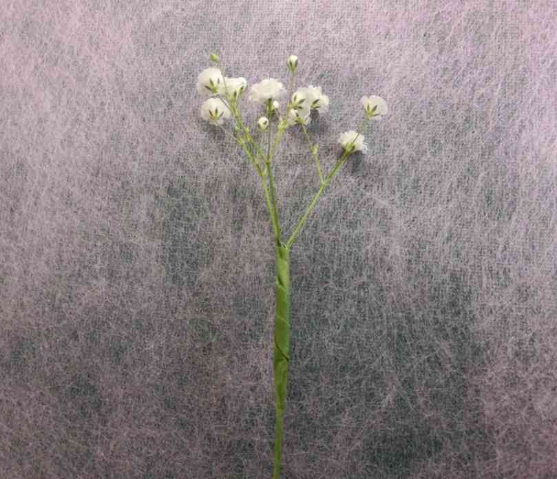 5カスミ草