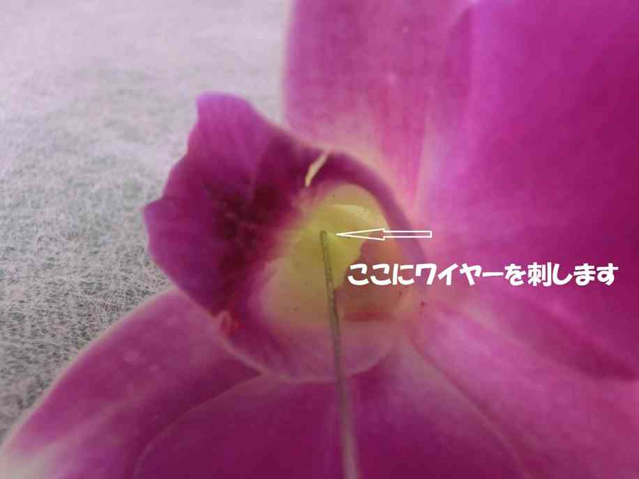 3デンファレ