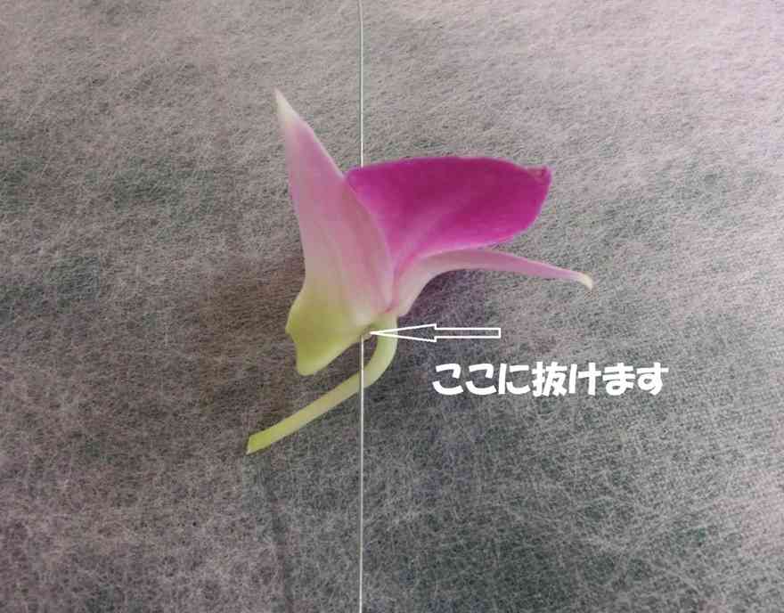 4デンファレ