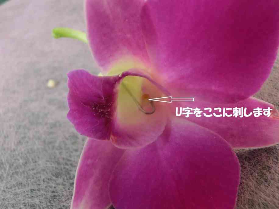 5デンファレ